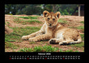 Löwen in der Wildnis Fotokalender 2026 - 2