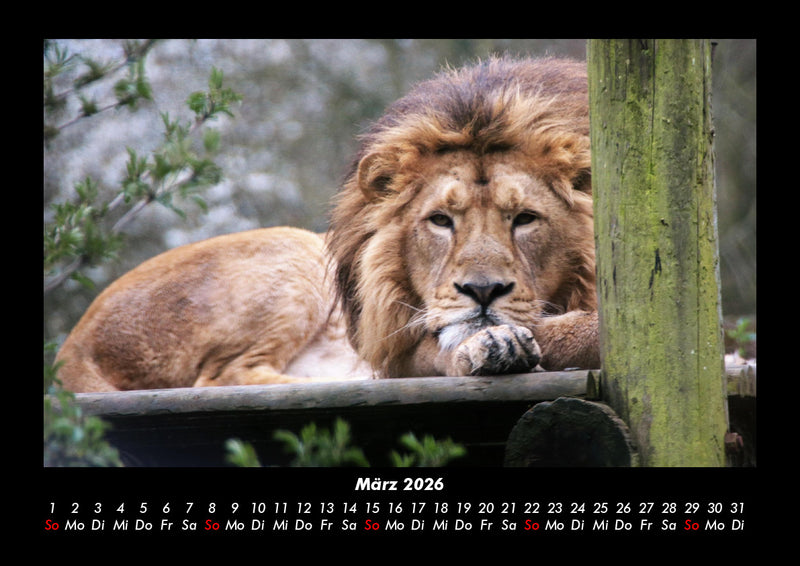 Löwen in der Wildnis Fotokalender 2026 - 3