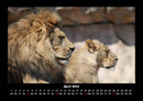 Löwen in der Wildnis Fotokalender 2026 - 4