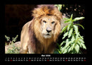 Löwen in der Wildnis Fotokalender 2026 - 5
