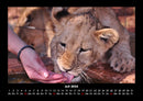 Löwen in der Wildnis Fotokalender 2026 - 7