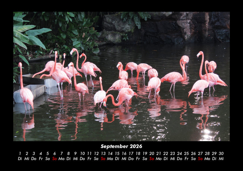 Vögel Fotokalender 2026 - 9