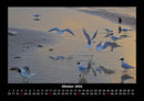 Vögel Fotokalender 2026 - 10