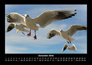 Vögel Fotokalender 2026 - 12