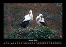 Vögel Fotokalender 2026 - 1