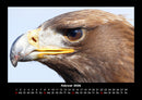 Vögel Fotokalender 2026 - 2