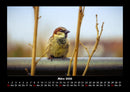 Vögel Fotokalender 2026 - 3