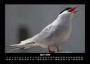 Vögel Fotokalender 2026 - 4