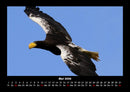 Vögel Fotokalender 2026 - 5