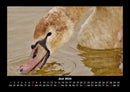 Vögel Fotokalender 2026 - 6