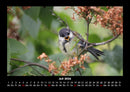 Vögel Fotokalender 2026 - 7