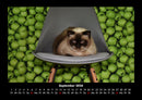 Für Katzenfreunde Fotokalender 2026 - 9