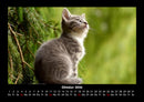 Für Katzenfreunde Fotokalender 2026 - 10