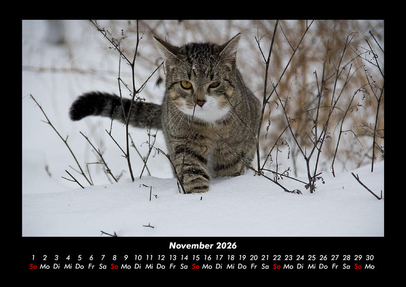 Für Katzenfreunde Fotokalender 2026 - 11