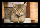Für Katzenfreunde Fotokalender 2026 - 12