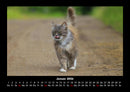 Für Katzenfreunde Fotokalender 2026 - 1