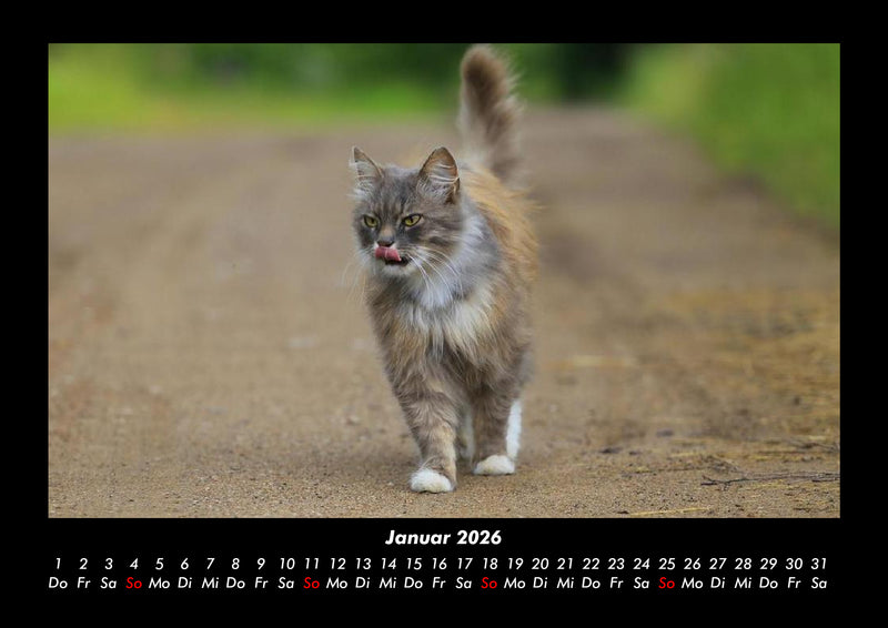 Für Katzenfreunde Fotokalender 2026 - 1