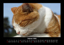 Für Katzenfreunde Fotokalender 2026 - 2
