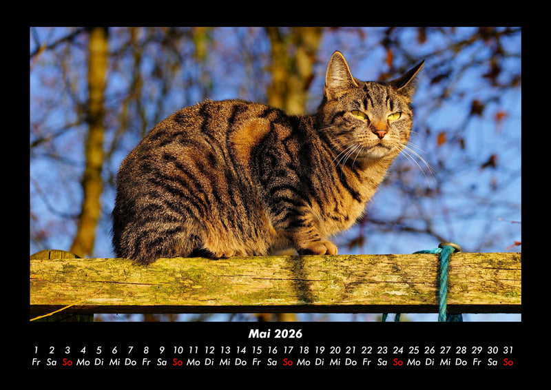 Für Katzenfreunde Fotokalender 2026 - 5