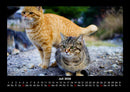 Für Katzenfreunde Fotokalender 2026 - 7
