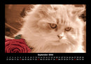 Für Katzenfreunde Fotokalender 2026 - 9