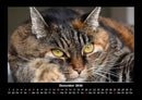 Für Katzenfreunde Fotokalender 2026 - 12