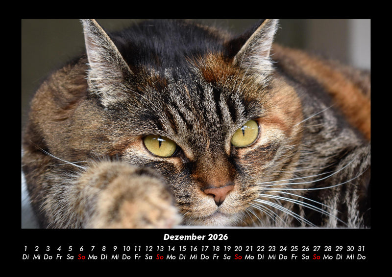 Für Katzenfreunde Fotokalender 2026 - 12