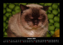Für Katzenfreunde Fotokalender 2026 - 1
