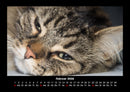 Für Katzenfreunde Fotokalender 2026 - 2