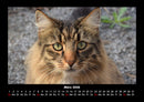 Für Katzenfreunde Fotokalender 2026 - 3
