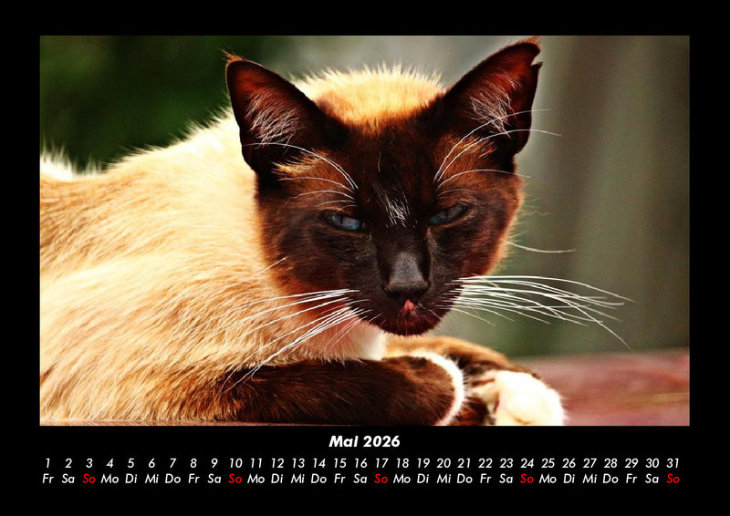 Für Katzenfreunde Fotokalender 2026 - 5