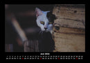 Für Katzenfreunde Fotokalender 2026 - 6