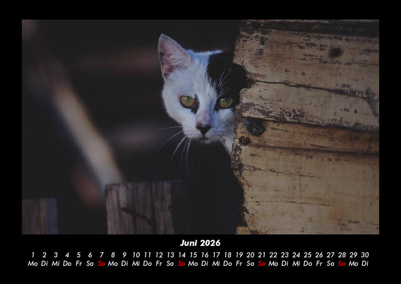 Für Katzenfreunde Fotokalender 2026 - 6