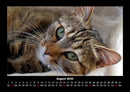 Für Katzenfreunde Fotokalender 2026 - 8