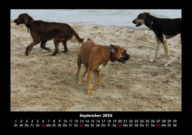 Hundezauber Fotokalender 2026 - 9