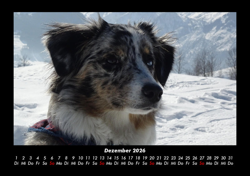 Hundezauber Fotokalender 2026 - 12