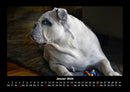 Hundezauber Fotokalender 2026 - 1