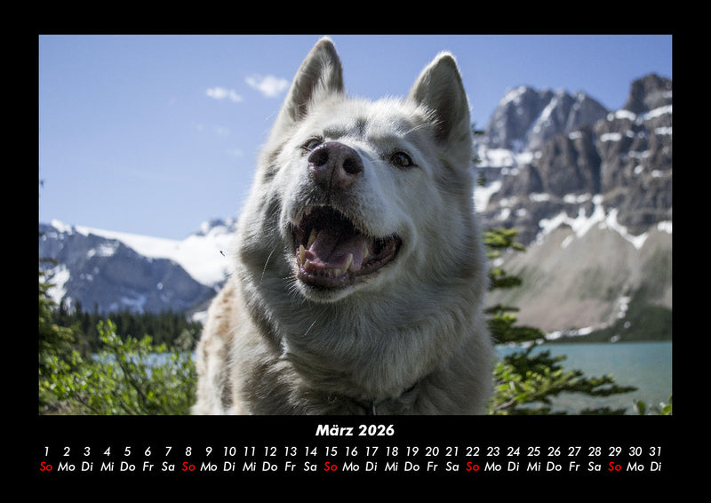 Hundezauber Fotokalender 2026 - 3