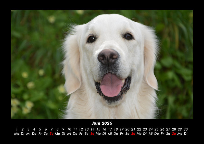 Hundezauber Fotokalender 2026 - 6