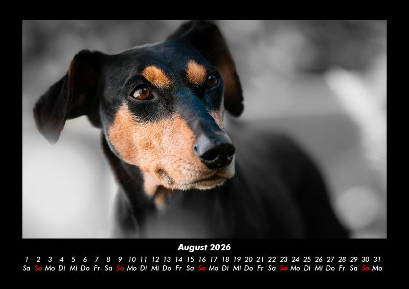 Hundezauber Fotokalender 2026 - 8