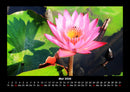 Blumenkalender Fotokalender 2026 - 5