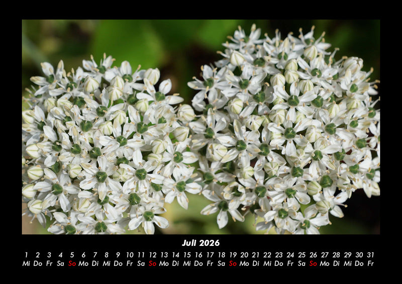 Blumenkalender Fotokalender 2026 - 7