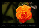 Blumen & Pflanzen Fotokalender 2026 - 1