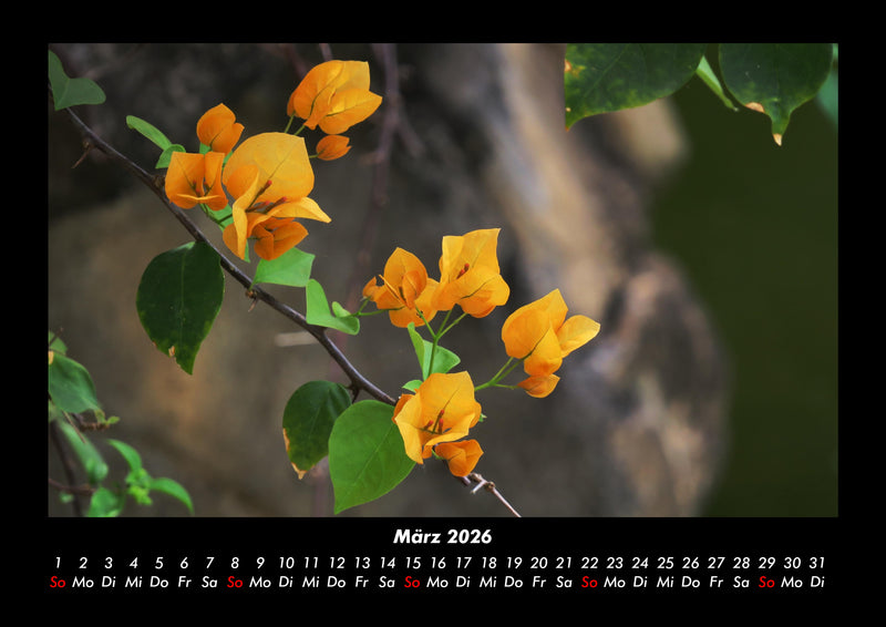 Blumen & Pflanzen Fotokalender 2026 - 3