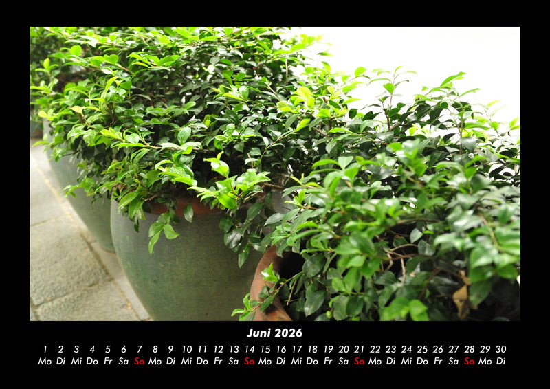 Blumen & Pflanzen Fotokalender 2026 - 6