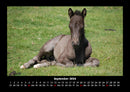 Die Welt der Pferde Fotokalender 2026 - 9