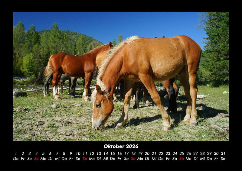 Die Welt der Pferde Fotokalender 2026 - 10