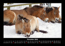 Die Welt der Pferde Fotokalender 2026 - 12