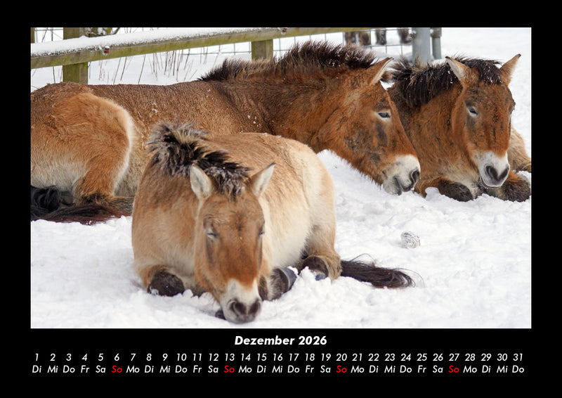 Die Welt der Pferde Fotokalender 2026 - 12
