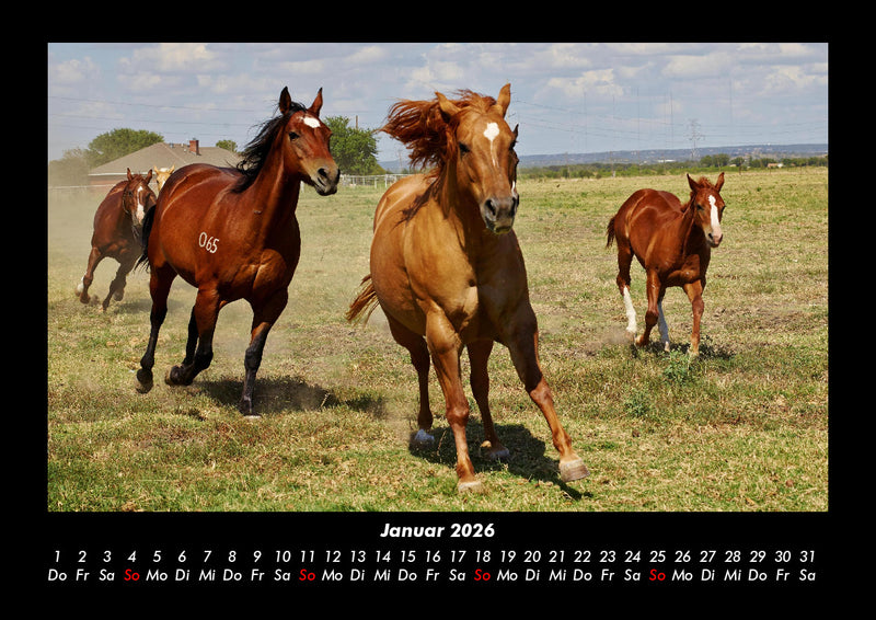 Die Welt der Pferde Fotokalender 2026 - 1